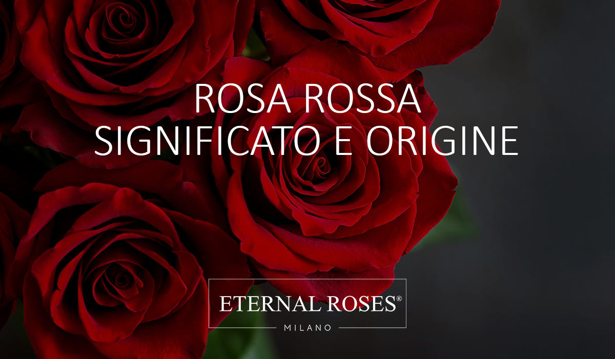 Petali di Rosa Rosa - Petali naturali stabilizzati – Eternal Roses