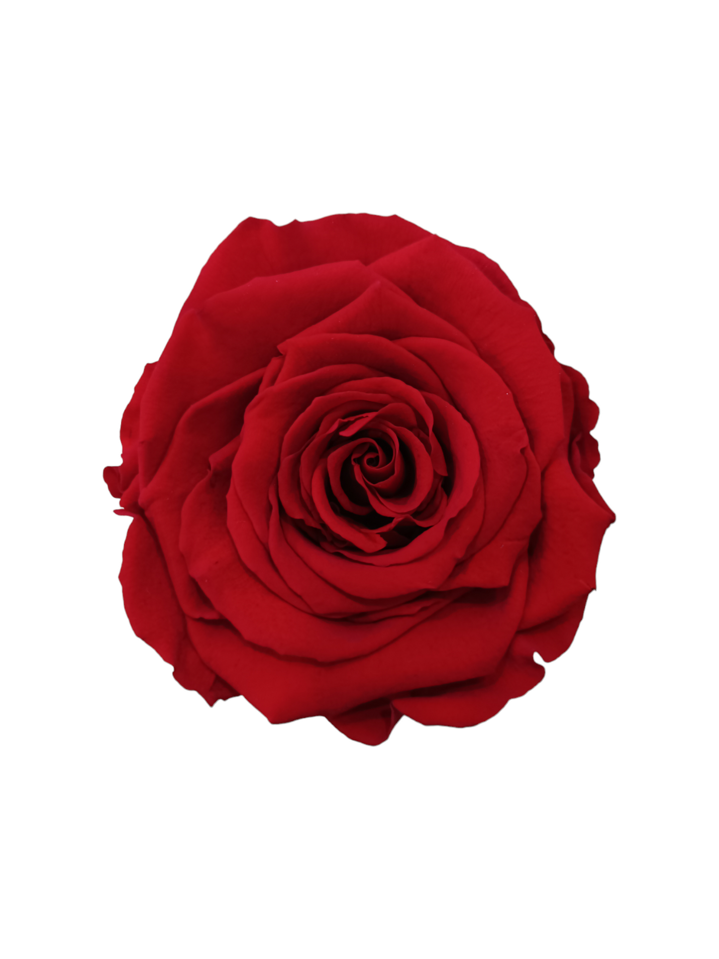 Box Bianco XS - Rosa Stabilizzata Rossa
