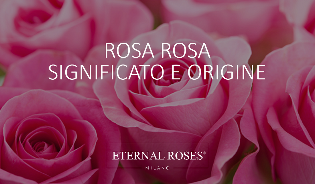 Rosa Rosa: significato e origine – Eternal Roses Milano