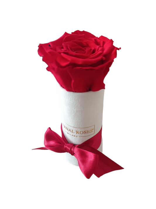 Box Luxury Bianco XS - Rosa Stabilizzata Rossa