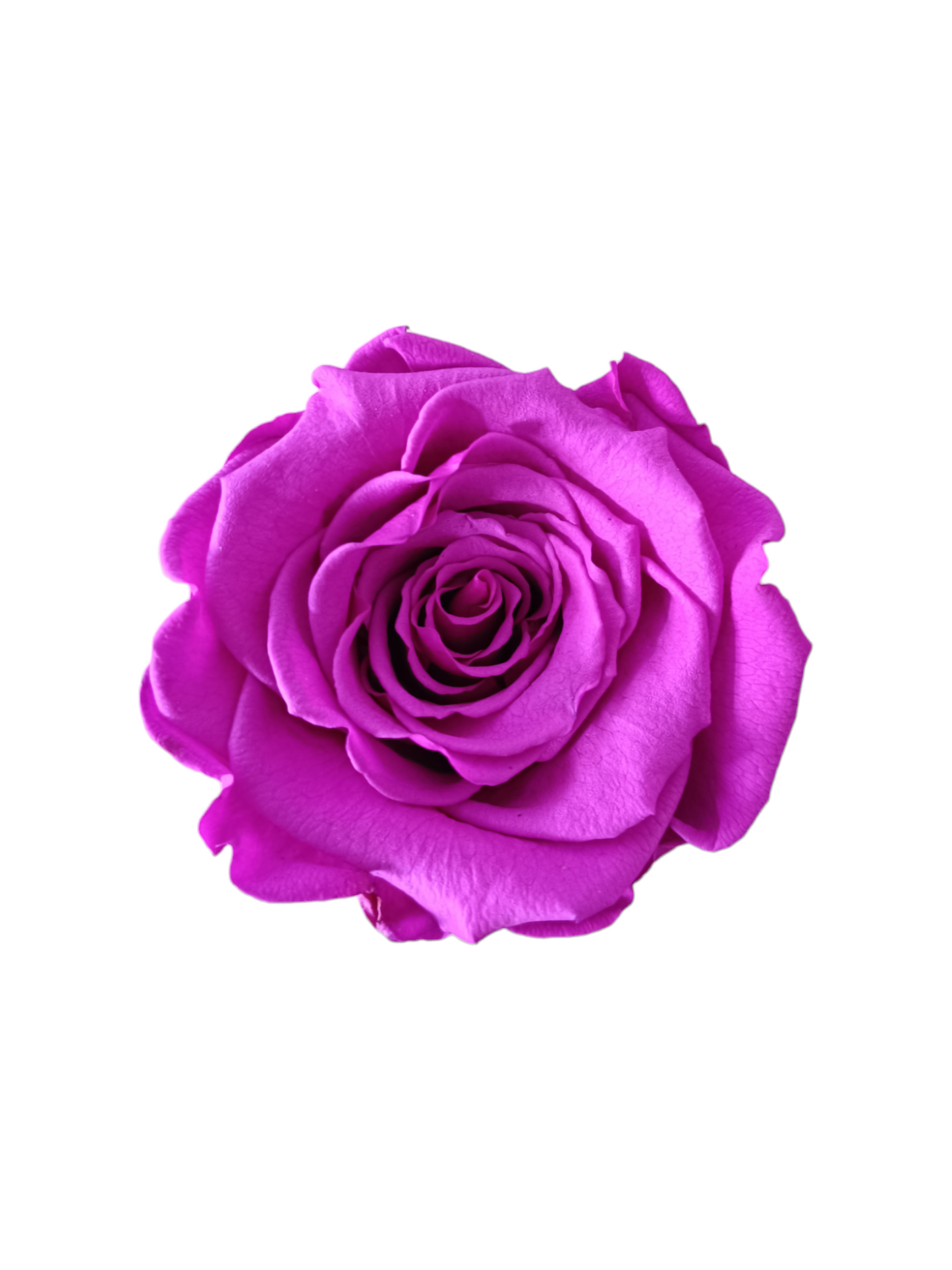 Box Bianco XS - Rosa Stabilizzata Viola