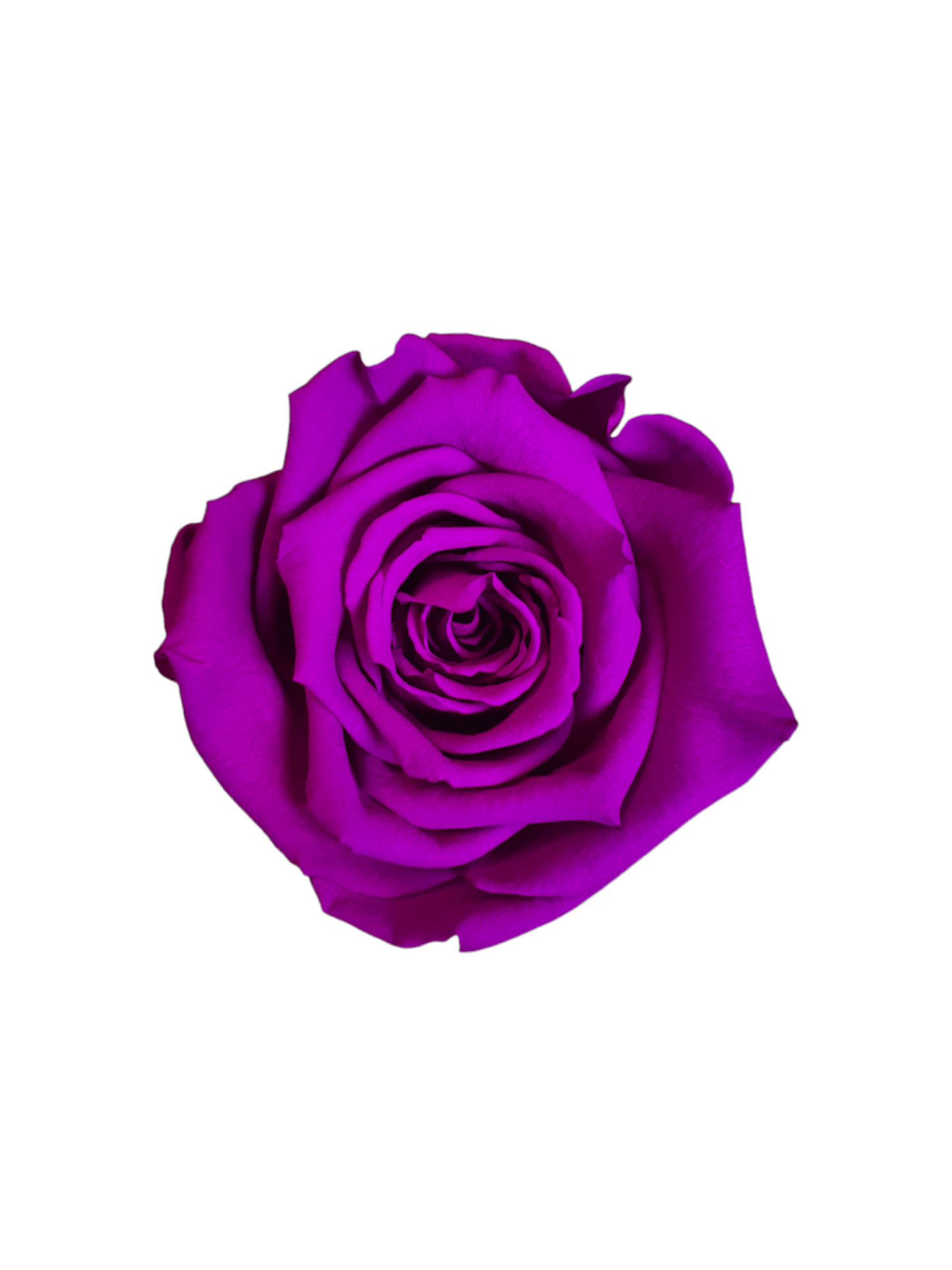 Konservierte weiße ewige Rose XL - L Acrylwürfel