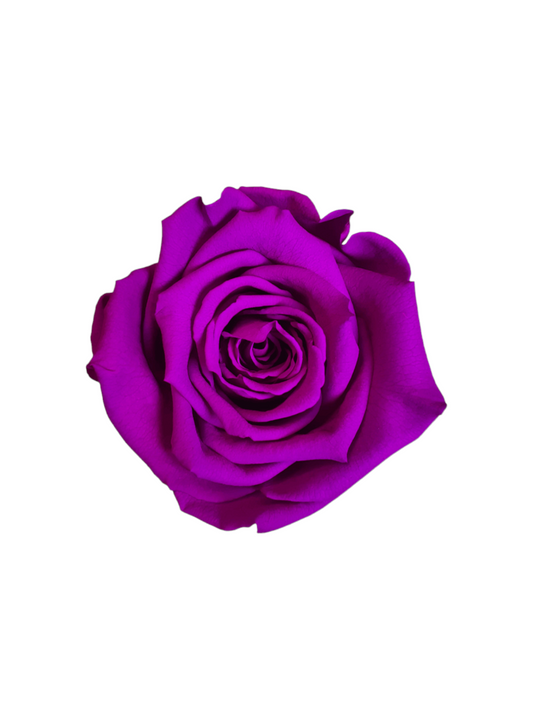 Rosa Eterna Stabilizzata Viola XL - Campana di vetro