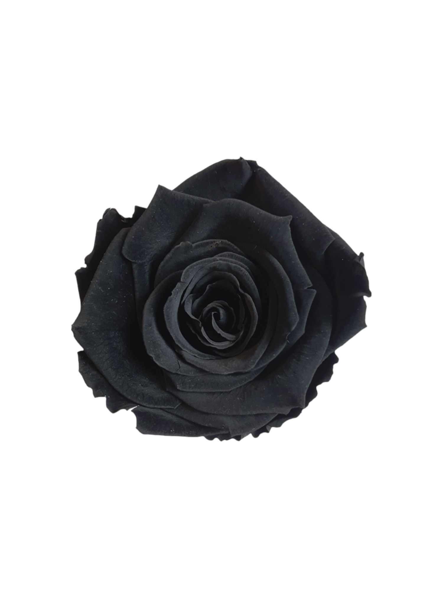 Rosa Eterna Stabilizzata Nera XL - Campana di vetro – Eternal Roses Milano