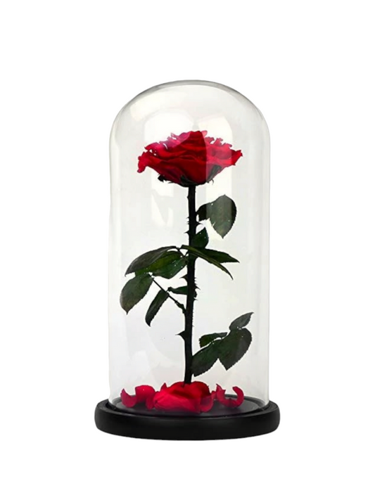Konservierte Ewige Rose - Die Schöne und das Biest
