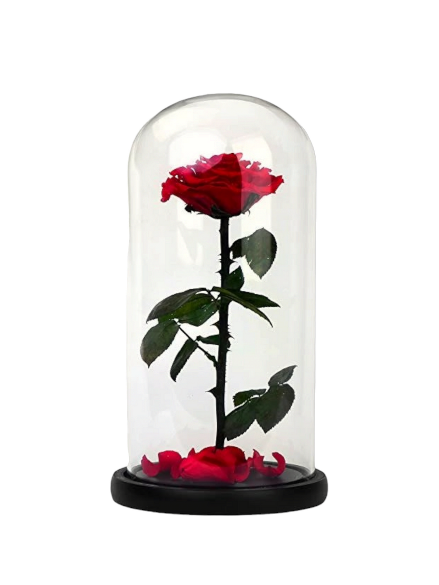 Rosa eterna nera. Mini campana in vetro con rosa eterna nera stabilizzata. Rosa  nera eterna. Fatto in Spagna. : : Casa e cucina