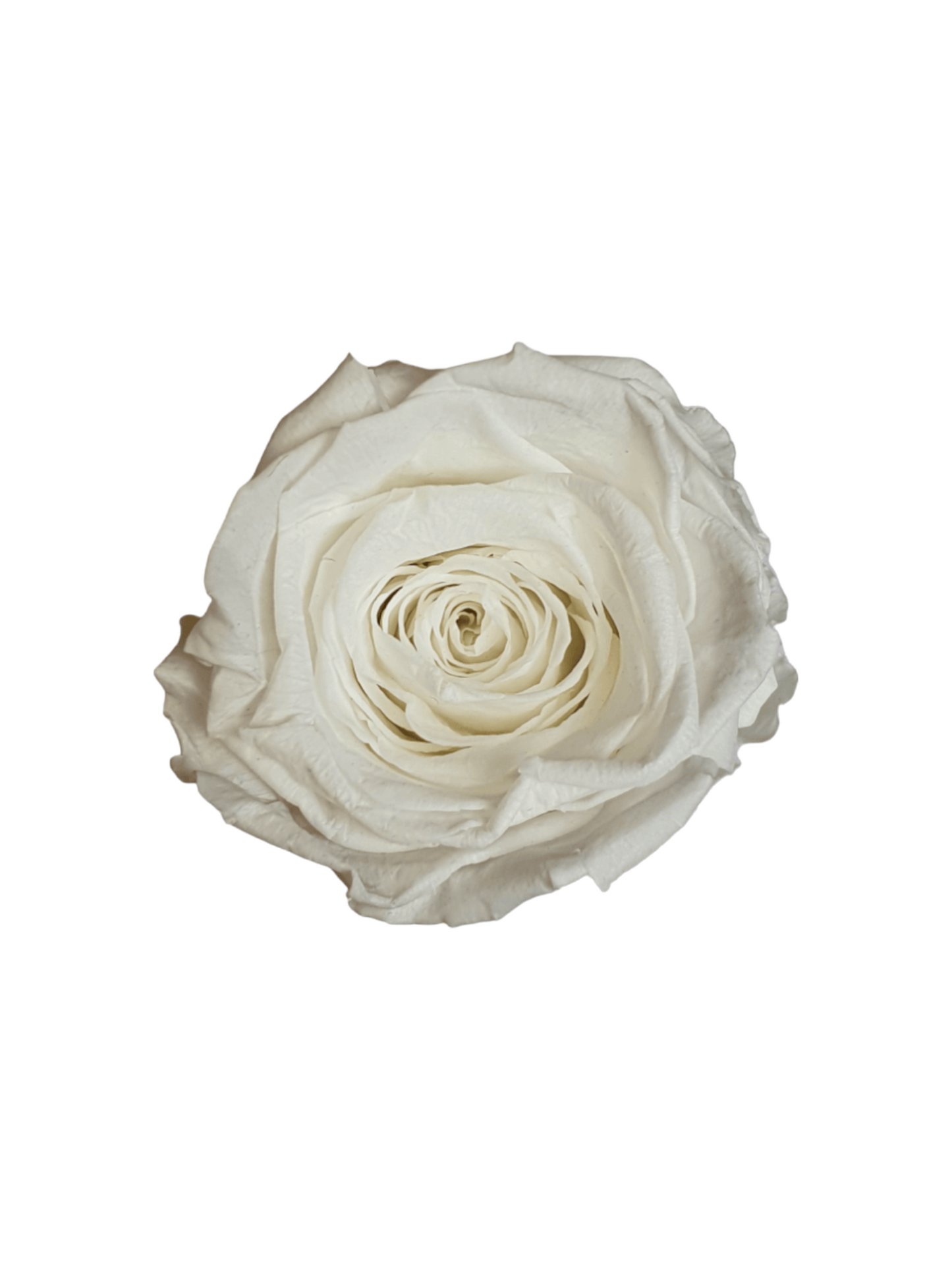 Rosa Eterna Stabilizzata Bianca XL - Campana di vetro
