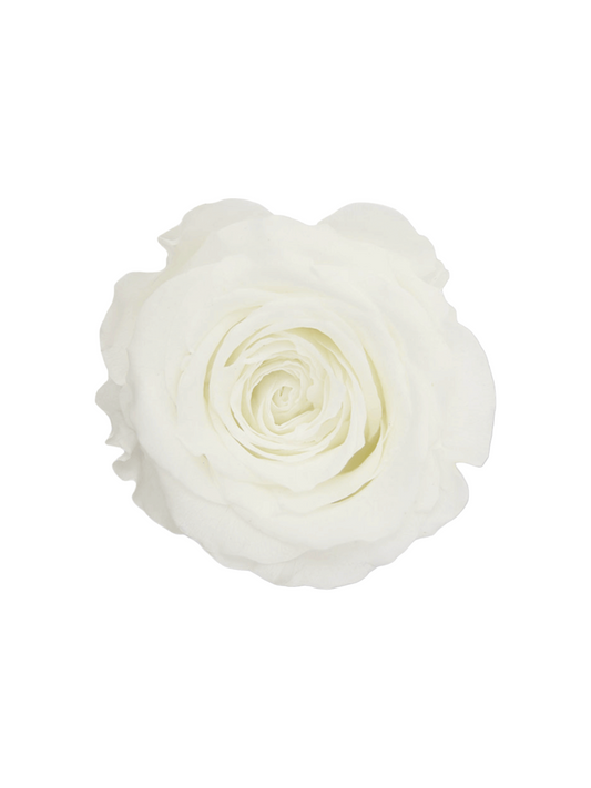 Weiße ewige Rose - Die Schöne und das Biest