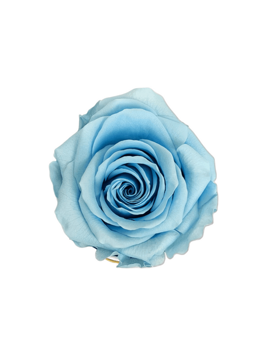 Rosa Eterna Stabilizzata Azzurra XL - Campana di vetro