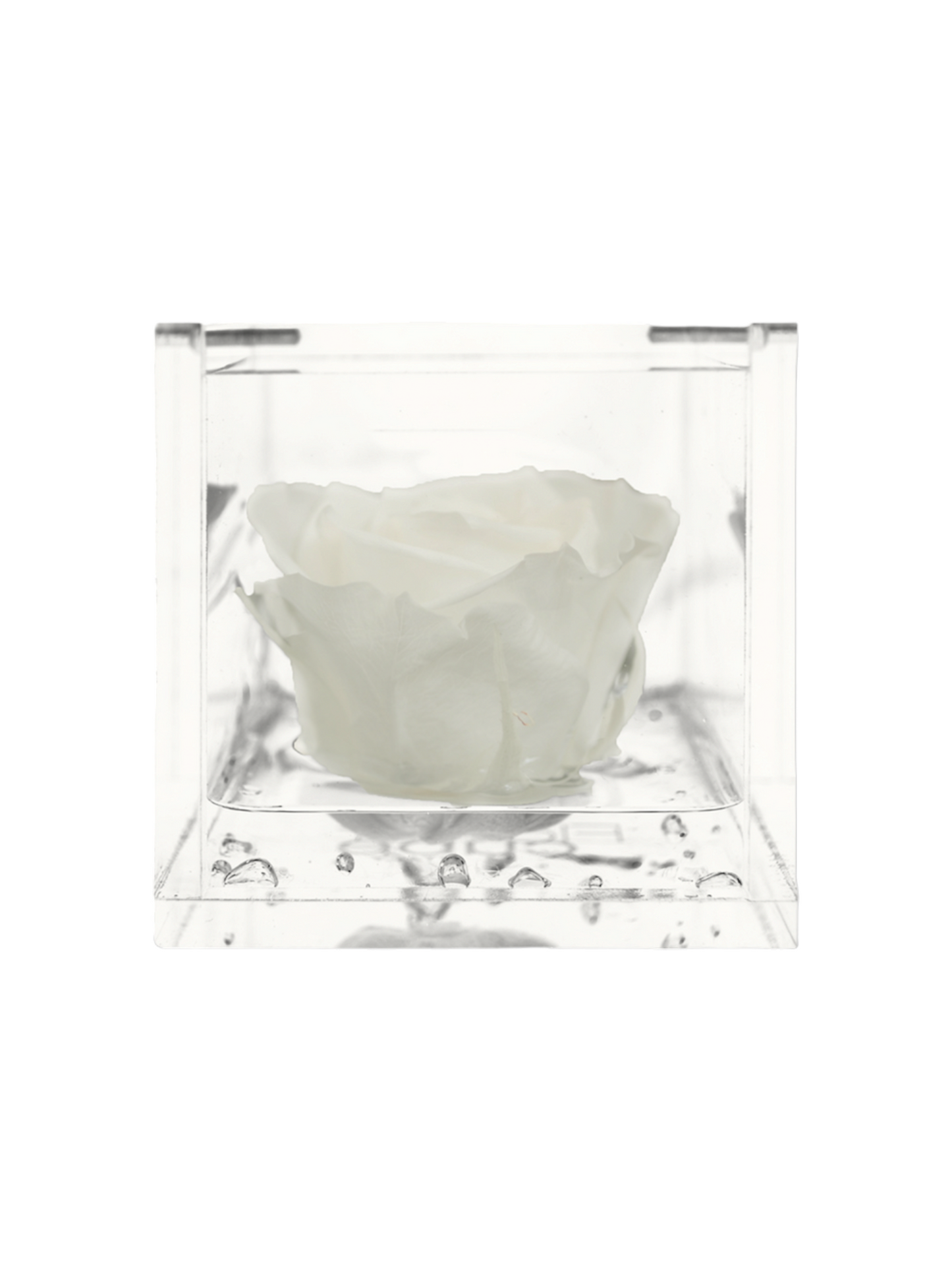 Rose Éternelle Blanche Stabilisée XL - Cube Acrylique L