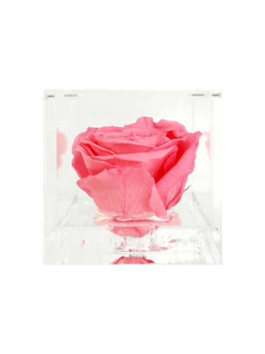 Rosa Eterna Stabilizzata Rosa XL - Cubo Acrilico L