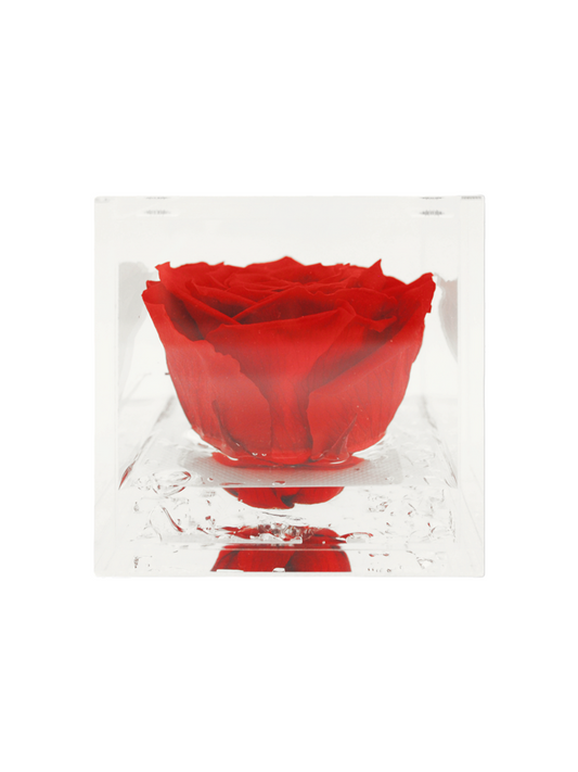 Preserved Red Eternal Rose XL - Acrylic Cube L