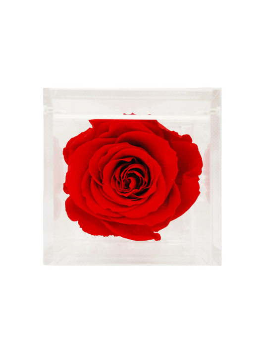 Rosa Eterna Stabilizzata Rossa XL - Cubo Acrilico L