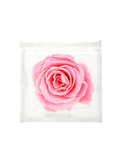 Rosa Eterna Preservada Rosa XL - Cubo Acrílico L