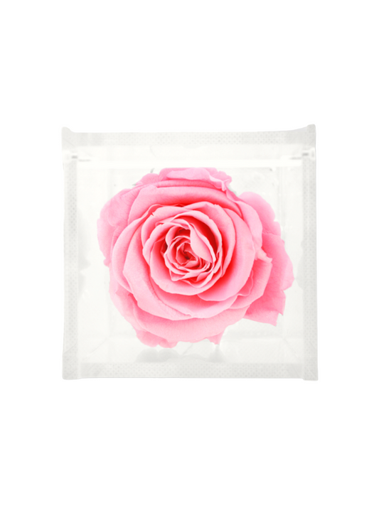 Rosa Eterna Stabilizzata Rosa XL - Cubo Acrilico L