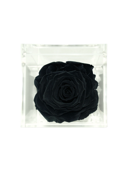 Rose Eternelle Noire Stabilisée XL - Cube Acrylique L