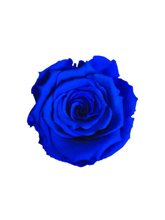 Rosa Eterna Stabilizzata Blu XL - Campana di vetro