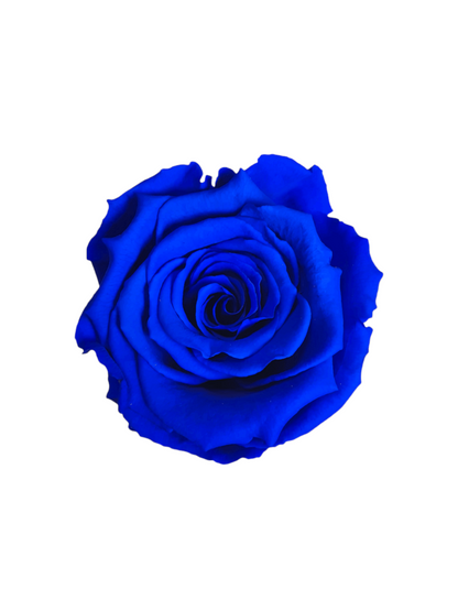 Rosa Eterna Blu Rosa Stabilizzata in Cupola di Vetro regalo di San
