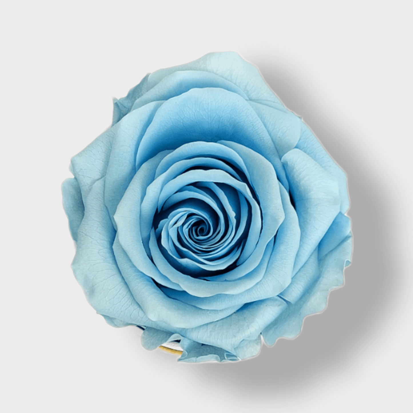 Rosa Eterna Azzurra XL - Campana di vetro