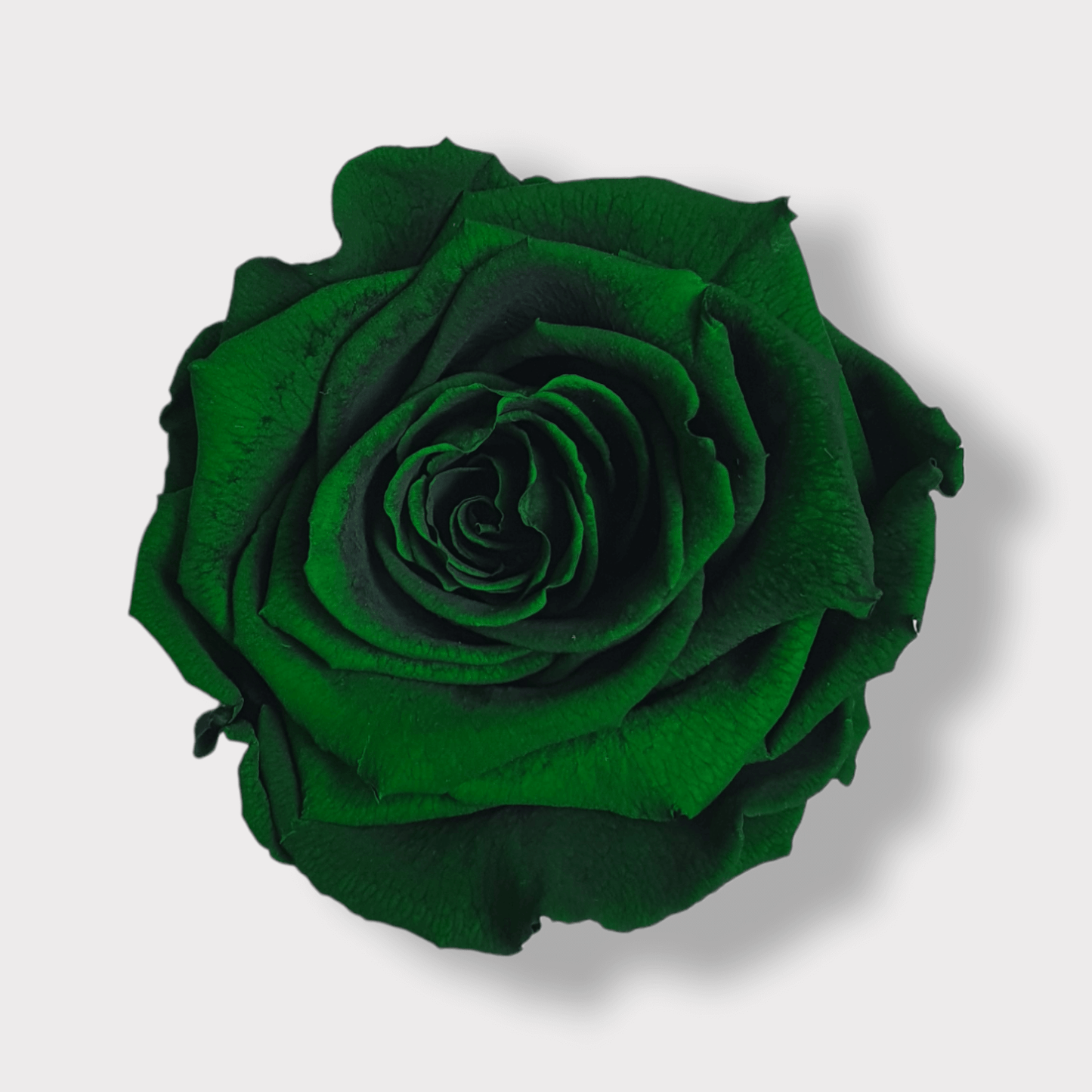 Rosa Eterna Verde XL - Box Alcantara Nero XS