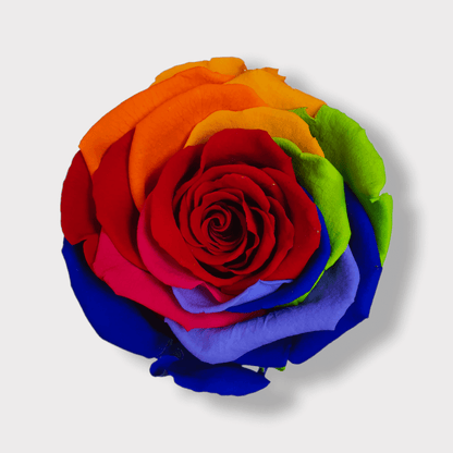 Rosa Eterna Rainbow XL - Box Alcantara Nero XS