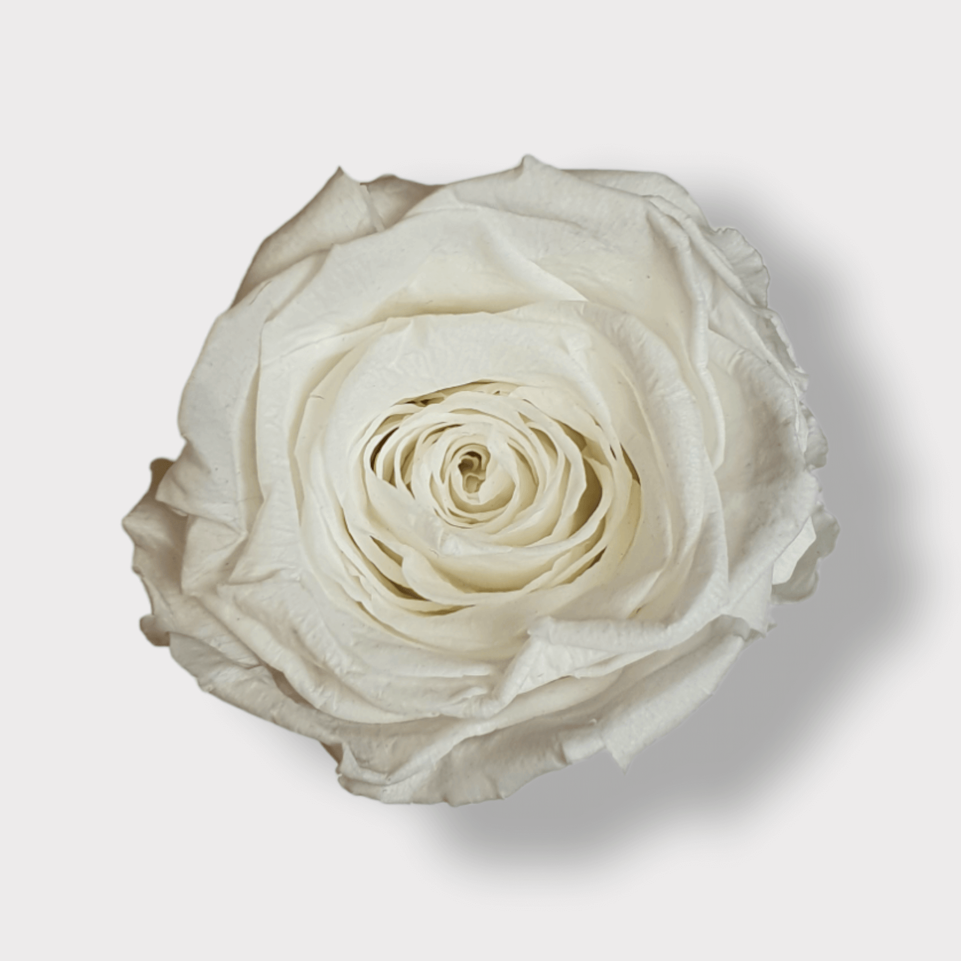 Rosa Eterna Bianca XL - Campana di vetro