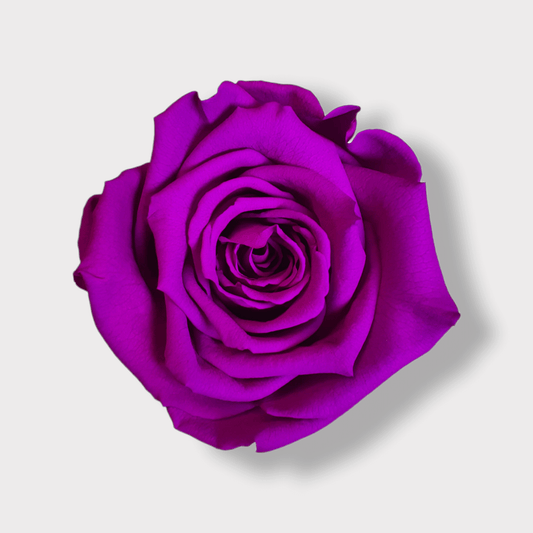 Rosa Eterna Viola XL - Campana di vetro