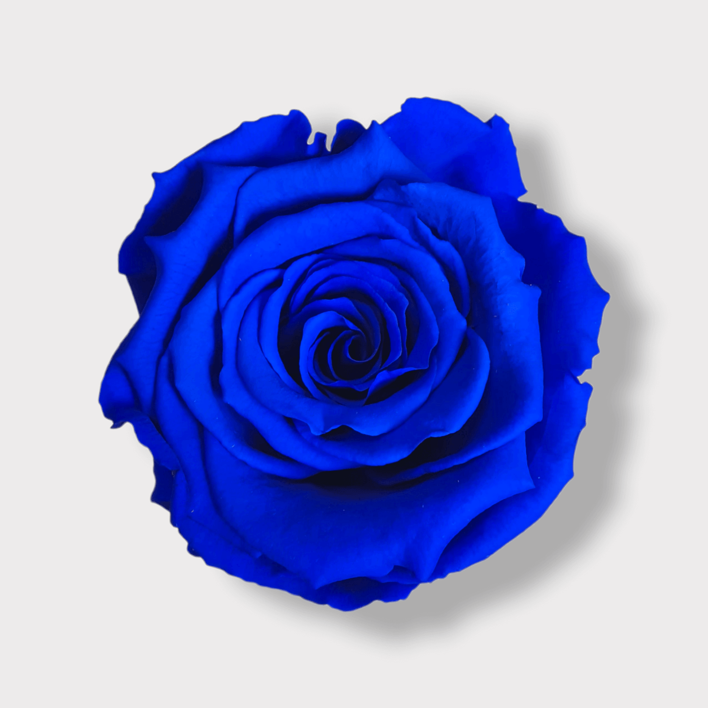 Rosa Eterna Blu XL - Campana di vetro