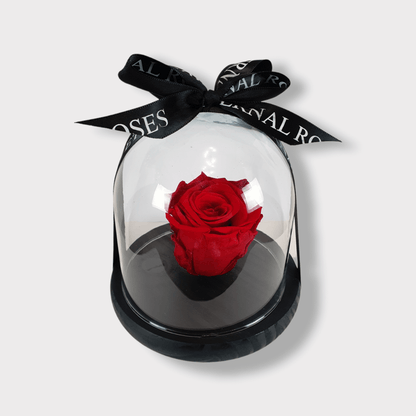 Rosa Eterna Rossa XL - Campana di vetro