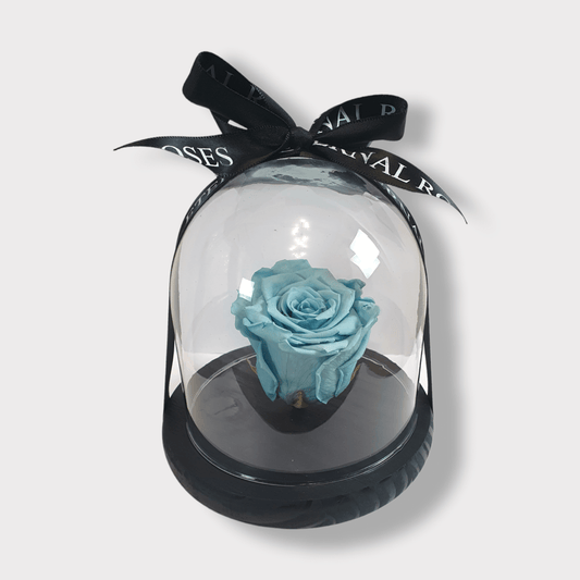 Rosa Eterna Azzurra XL - Campana di vetro