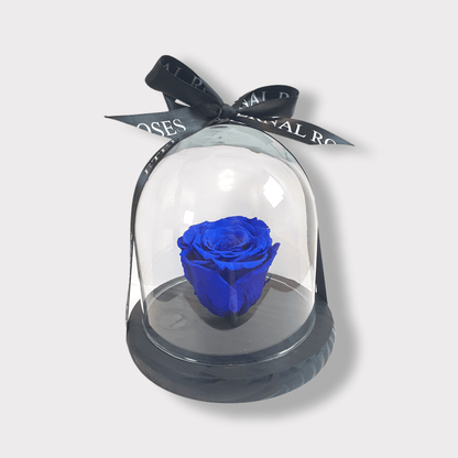 Rosa Eterna Blu XL - Campana di vetro
