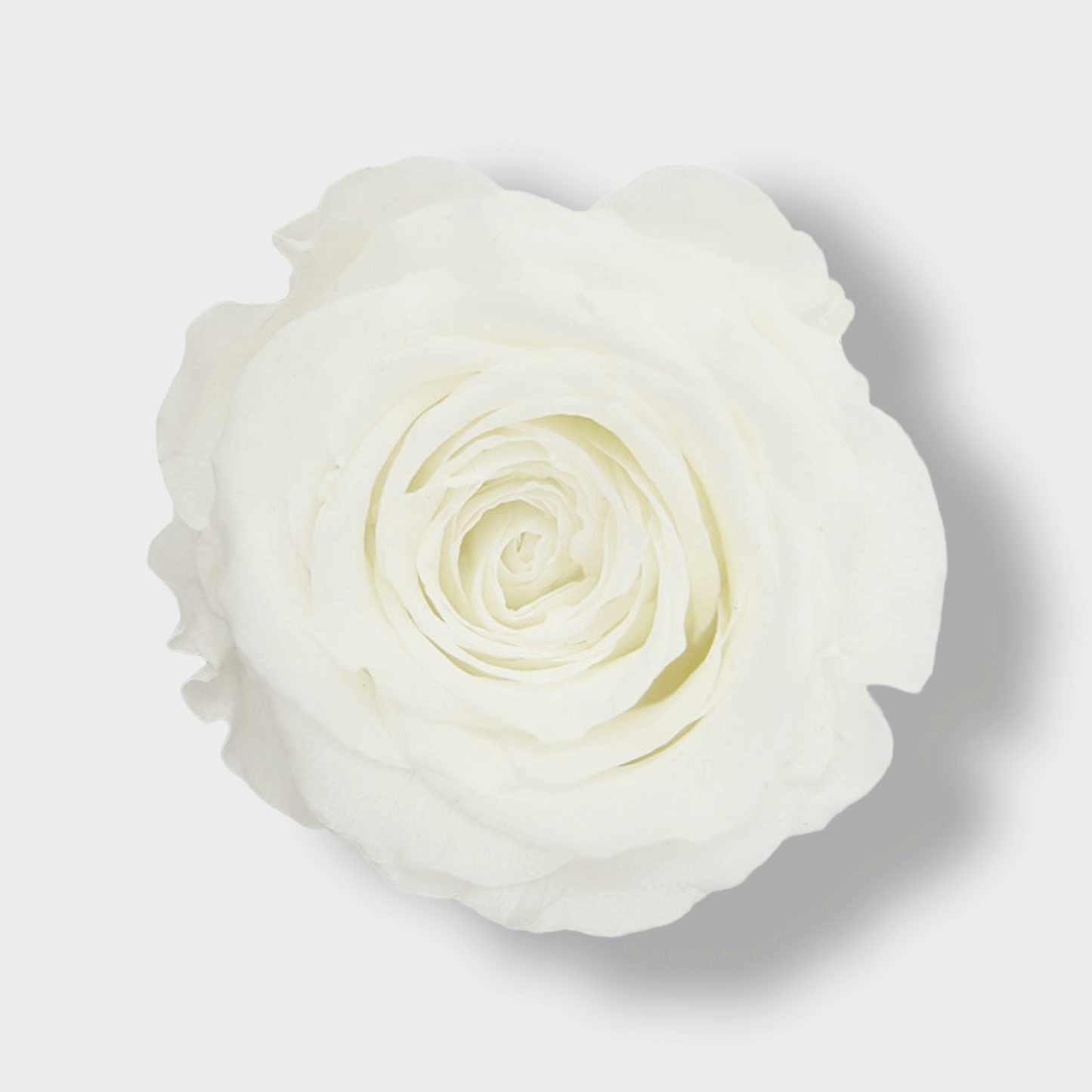 Rosa Eterna Bianca XXL - Campana di vetro