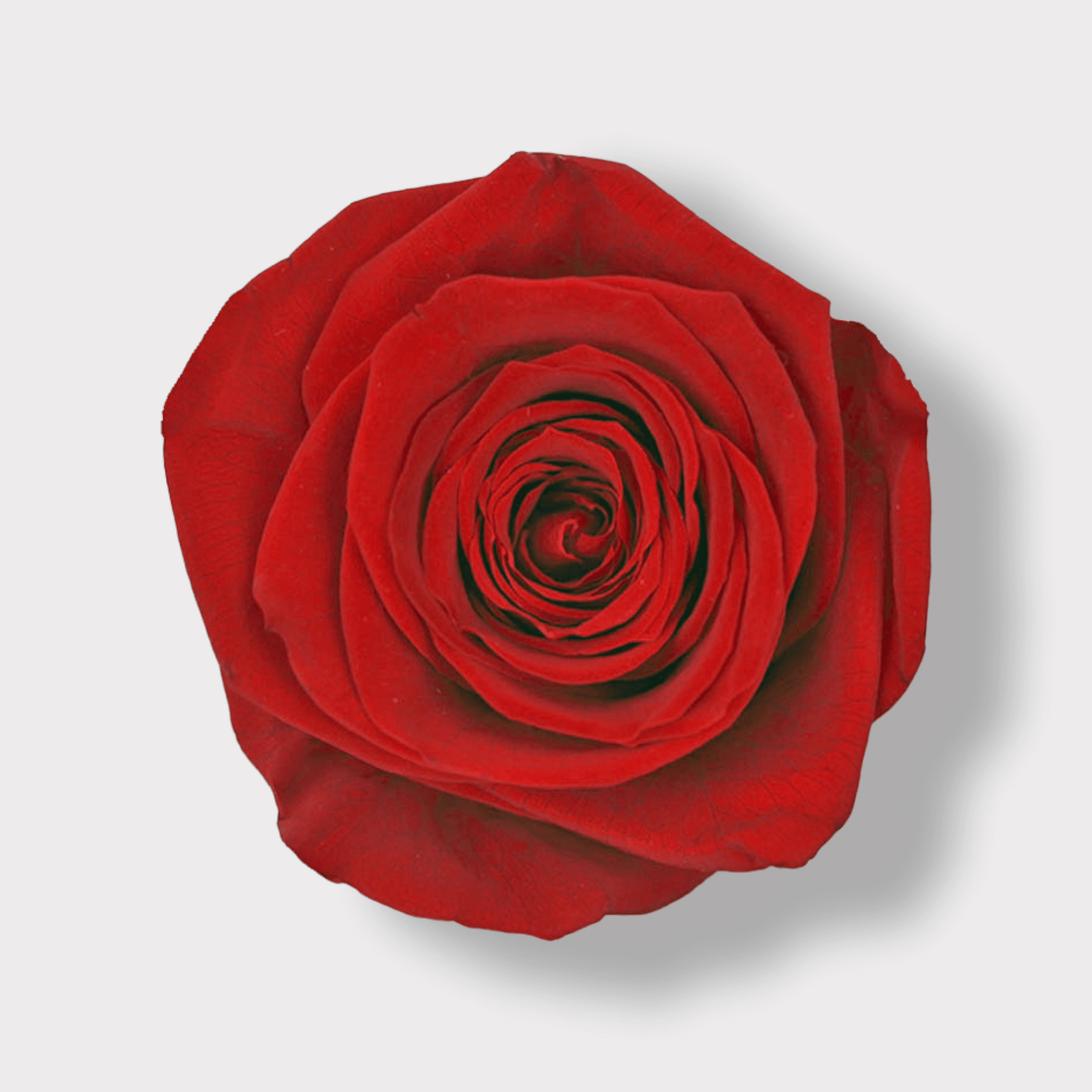 Rosa Eterna Rossa XXL - Campana di vetro