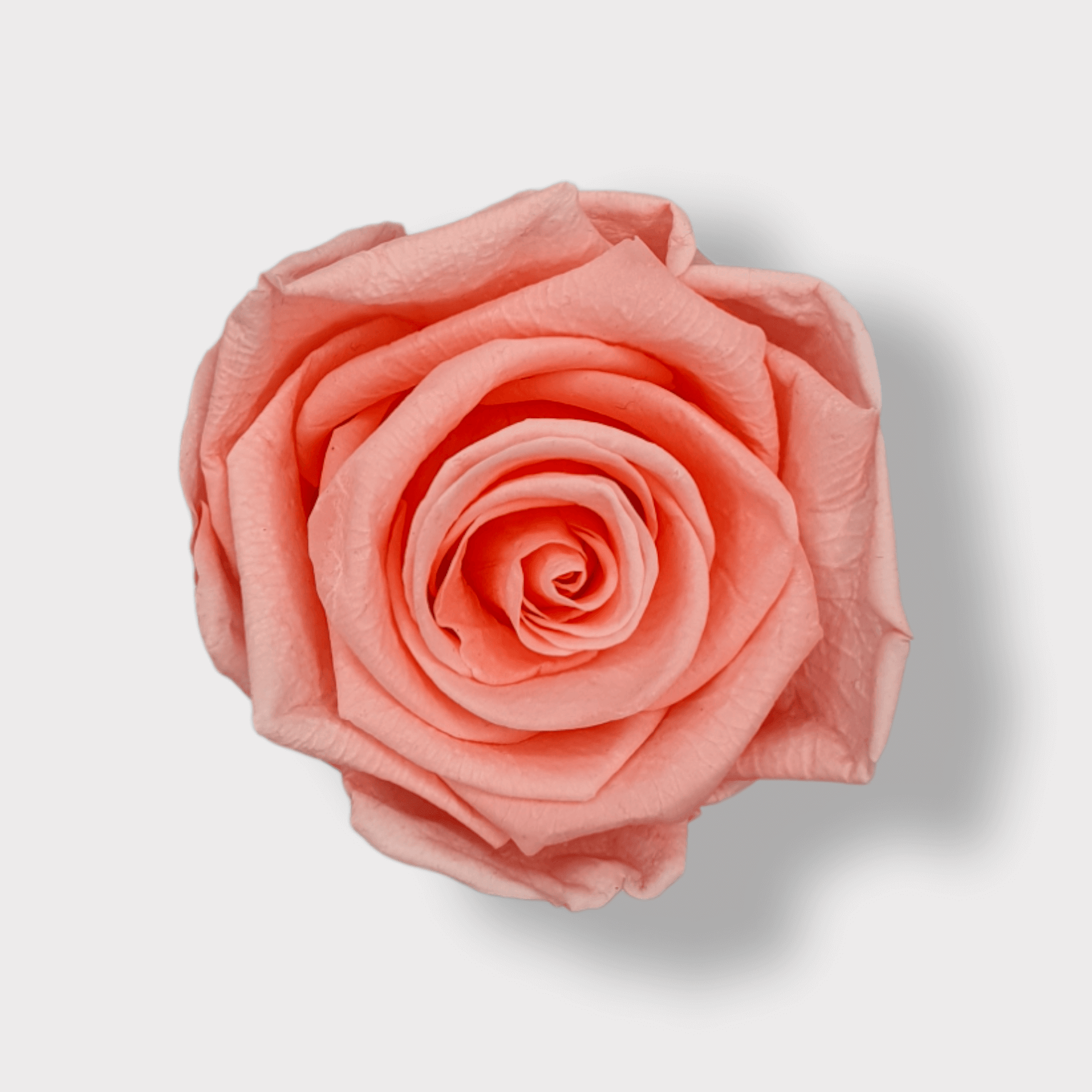 Personalizza il tuo Cubo Acrilico - Rosa Eterna Stabilizzata – Eternal  Roses Milano