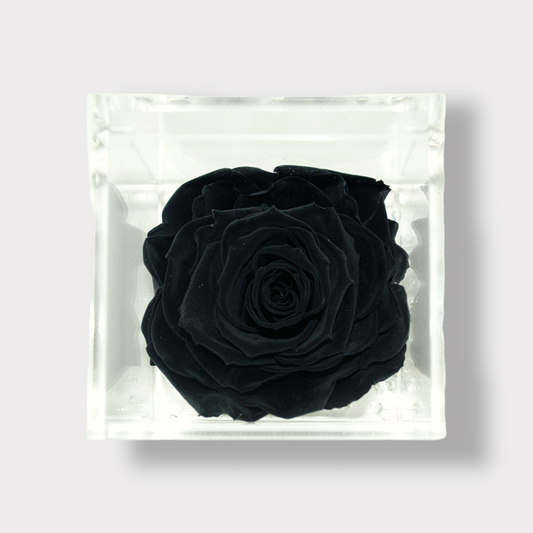 Konservierte schwarze ewige Rose XL - Acrylwürfel L