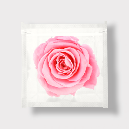 Rose Éternelle Stabilisée XL - Cube Acrylique L