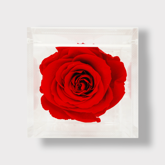 Konservierte rote ewige Rose XL - Acrylwürfel L