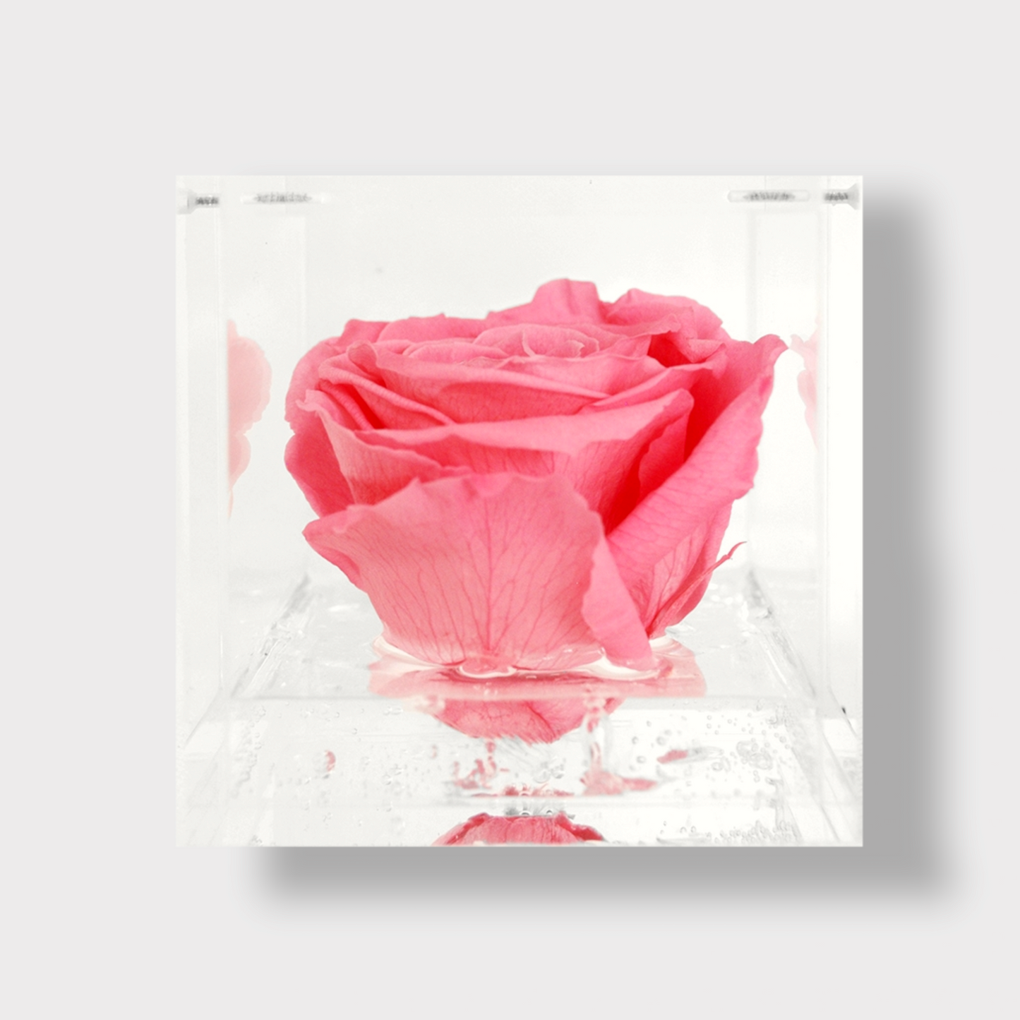 Rose Éternelle Stabilisée XL - Cube Acrylique L