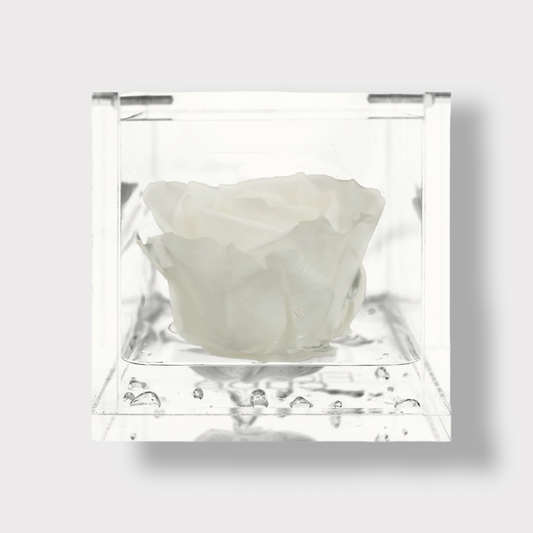 Preserved White Eternal Rose XL - Acrylic Cube L